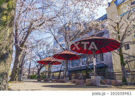 京都　祇園白川　赤い傘の日除け　満開の桜 101038461