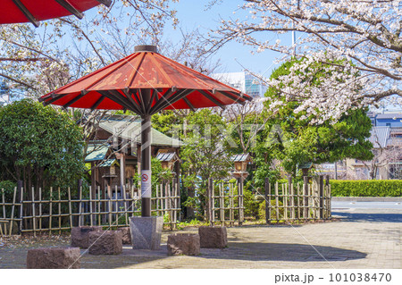 京都　祇園白川　赤い傘の日除け　辨財天　満開の桜 101038470