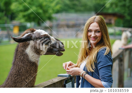 Young european woman feeding fluffy furry alpacas lama. Happy excited adult feeds guanaco in a wildlife park. Family leisure and activity for vacations or weekend Young european woman feeding fluffy furry alpacas lama. Happy excited adult feeds guanaco in a wildlife park. Family leisure and activity for vacations or weekend 101038559