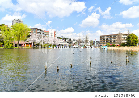 石神井公園(東京都練馬区)【2023.3】 101038760