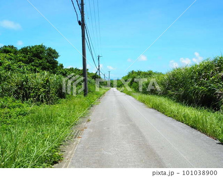 沖縄県うるま市の離島、津堅島。トゥマイ浜へつづく道。 101038900
