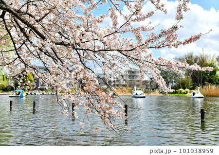 石神井公園(東京都練馬区)【2023.3】 石神井公園(東京都練馬区)【2023.3】 101038959