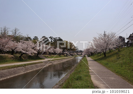 岡崎市　岡崎公園　岡崎城　桜　桜祭り　徳川家康　松平元康　どうする家康　松本潤　NHK大河ドラマ 101039021