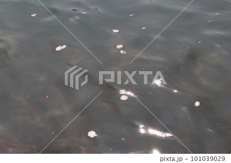 岡崎市　岡崎公園　岡崎城　桜　桜祭り　徳川家康　松平元康　どうする家康　松本潤　NHK大河ドラマ 101039029