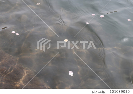 岡崎市　岡崎公園　岡崎城　桜　桜祭り　徳川家康　松平元康　どうする家康　松本潤　NHK大河ドラマ 101039030