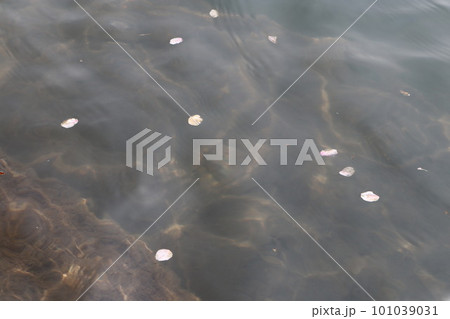 岡崎市 岡崎公園 岡崎城 桜 桜祭り 徳川家康 松平元康 どうする家康 松本潤 NHK大河ドラマ 岡崎市 岡崎公園 岡崎城 桜 桜祭り 徳川家康 松平元康 どうする家康 松本潤 NHK大河ドラマ 101039031