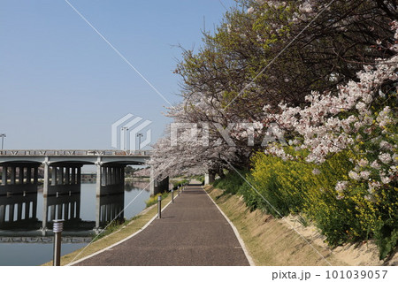 岡崎市　岡崎公園　岡崎城　桜　桜祭り　徳川家康　松平元康　どうする家康　松本潤　NHK大河ドラマ 101039057