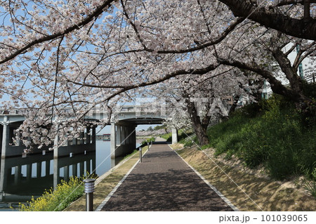 岡崎市 岡崎公園 岡崎城 桜 桜祭り 徳川家康 松平元康 どうする家康 松本潤 NHK大河ドラマ 岡崎市 岡崎公園 岡崎城 桜 桜祭り 徳川家康 松平元康 どうする家康 松本潤 NHK大河ドラマ 101039065