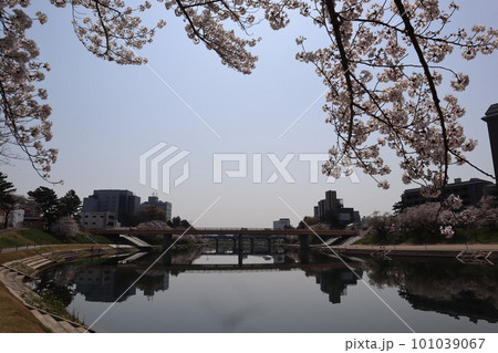 岡崎市　岡崎公園　岡崎城　桜　桜祭り　徳川家康　松平元康　どうする家康　松本潤　NHK大河ドラマ 101039067