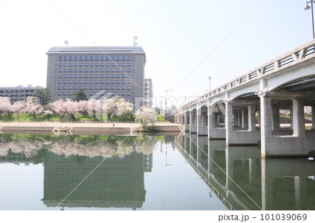 岡崎市　岡崎公園　岡崎城　桜　桜祭り　徳川家康　松平元康　どうする家康　松本潤　NHK大河ドラマ 101039069