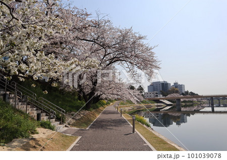 岡崎市　岡崎公園　岡崎城　桜　桜祭り　徳川家康　松平元康　どうする家康　松本潤　NHK大河ドラマ 101039078