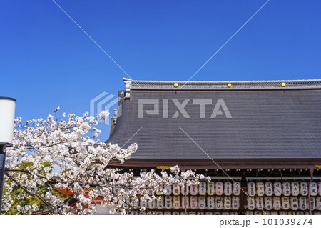 春の青空に映える満開の桜（京都八坂神社　舞殿） 101039274