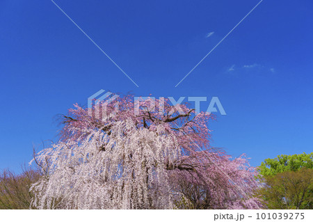 京都・円山公園　青空に映える満開の祇園しだれ桜 101039275