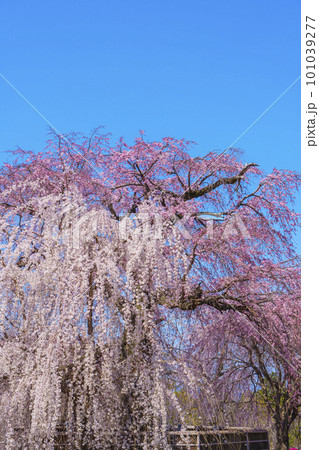 京都・円山公園 青空に映える満開の祇園しだれ桜 京都・円山公園 青空に映える満開の祇園しだれ桜 101039277