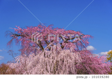 京都・円山公園　青空に映える満開の祇園しだれ桜 101039280