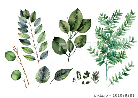 Watercolor Green Leaves and Twigs, Watercolour Eucalyptus Branches, Aquarel Greenery Isolated on White Watercolor Green Leaves and Twigs, Watercolour Eucalyptus Branches, Aquarel Greenery Isolated on White 101039381