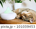 Tabby cat sleeping near home air humidifier or essential oil diffuser cleaning air and vaporizing steam up into the air. Ultrasonic technology. Taking care of health of children, plants and pets. 101039453