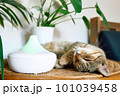 Tabby cat sleeping near home air humidifier or essential oil diffuser cleaning air and vaporizing steam up into the air. Ultrasonic technology. Taking care of health of children, plants and pets. 101039458