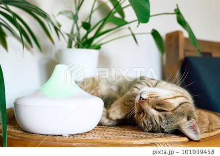 Tabby cat sleeping near home air humidifier or essential oil diffuser cleaning air and vaporizing steam up into the air. Ultrasonic technology. Taking care of health of children, plants and pets. 101039458