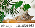 Tabby cat sleeping near home air humidifier or essential oil diffuser cleaning air and vaporizing steam up into the air. Ultrasonic technology. Taking care of health of children, plants and pets. 101039462