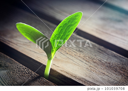 sprout sprouting across wooden floor sprout sprouting across wooden floor 101039708
