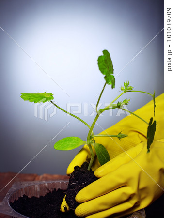 pumpkin sprout 101039709