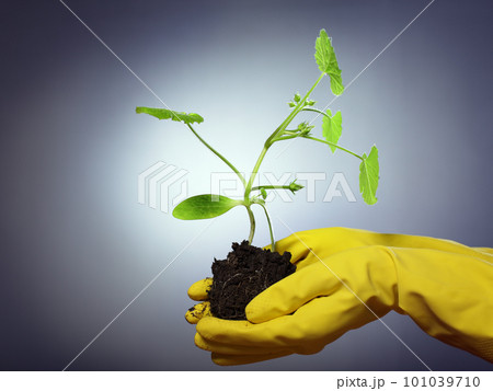 pumpkin sprout 101039710