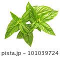 green basil 101039724