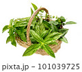 basket different varieties of basil 101039725