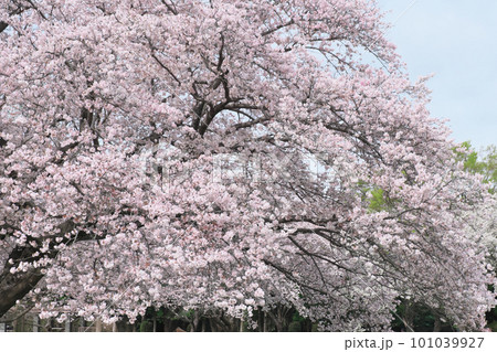 満開の桜　大庭城址公園 101039927