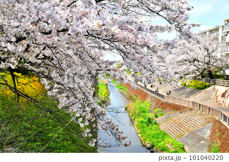 石神井川沿いの桜/南田中住宅付近(東京都練馬区)【2023.3】 石神井川沿いの桜/南田中住宅付近(東京都練馬区)【2023.3】 101040220