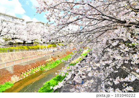 石神井川沿いの桜／南田中住宅付近(東京都練馬区)【2023.3】 101040222