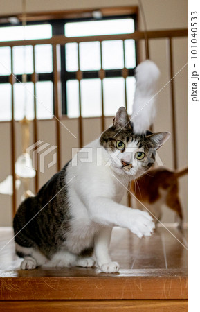 遊ぶ猫 キジトラ猫 遊ぶ猫 キジトラ猫 101040533