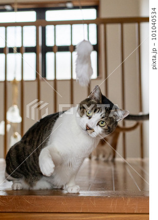 遊ぶ猫　キジトラ猫 101040534