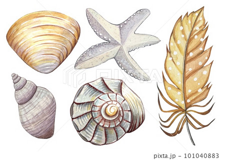 Watercolor underwater set. Starfish, seashells, feather on a white background. 101040883
