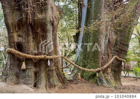 杉の大スギ　夫婦杉　特別天然記念物　高知県 101040884