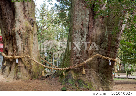 杉の大スギ　夫婦杉　特別天然記念物　高知県 101040927
