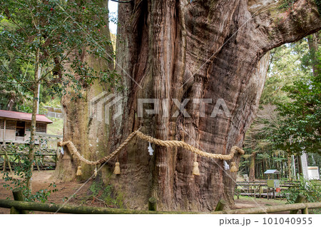 杉の大杉　特別天然記念物　高知県 101040955