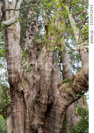 杉の大杉 特別天然記念物 高知県 杉の大杉 特別天然記念物 高知県 101041043