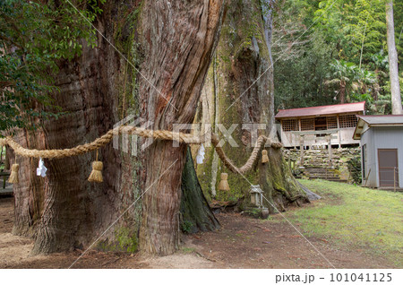 杉の大スギ　夫婦杉　特別天然記念物　高知県 101041125