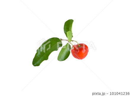 Acerola small cherry fruit with leaf isolated on white background. Acerola small cherry fruit with leaf isolated on white background. 101041236