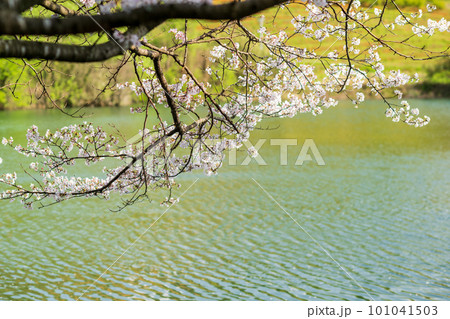 春の日差しの中にソメイヨシノの桜が満開を迎えた風景 春の日差しの中にソメイヨシノの桜が満開を迎えた風景 101041503