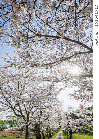 春の日差しの中にソメイヨシノの桜が満開を迎えた風景 春の日差しの中にソメイヨシノの桜が満開を迎えた風景 101041513