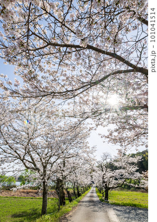 春の日差しの中にソメイヨシノの桜が満開を迎えた風景 春の日差しの中にソメイヨシノの桜が満開を迎えた風景 101041514