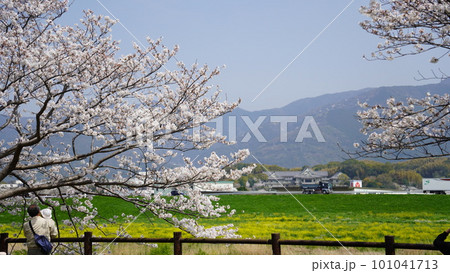 桜の下で花見をする男の人 桜の下で花見をする男の人 101041713