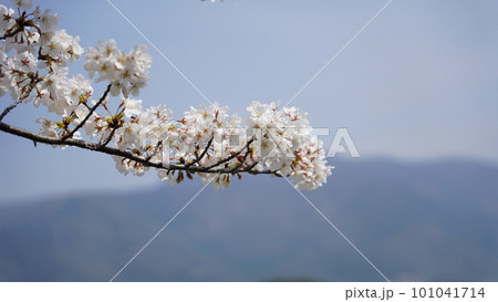 桜と福知山 桜と福知山 101041714