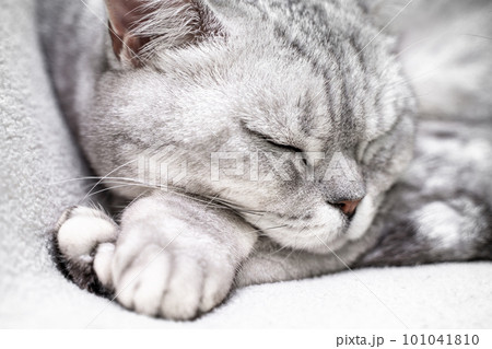scottish straight cat is sleeping. Close-up of the muzzle of a sleeping cat with closed eyes. Against the backdrop of a light blanket. Favorite pets, cat food. scottish straight cat is sleeping. Close-up of the muzzle of a sleeping cat with closed eyes. Against the backdrop of a light blanket. Favorite pets, cat food. 101041810