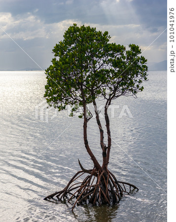 名蔵湾の1本マングローブ 名蔵湾の1本マングローブ 101041976