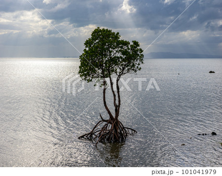 名蔵湾の1本マングローブ 名蔵湾の1本マングローブ 101041979