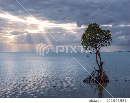 名蔵湾の1本マングローブ 名蔵湾の1本マングローブ 101041981